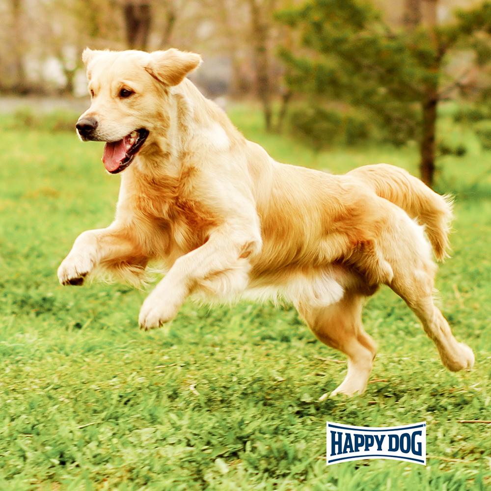 Happy Dog - Supreme Fit & Vital Maxi Adult - 1 x 4kg - 5
