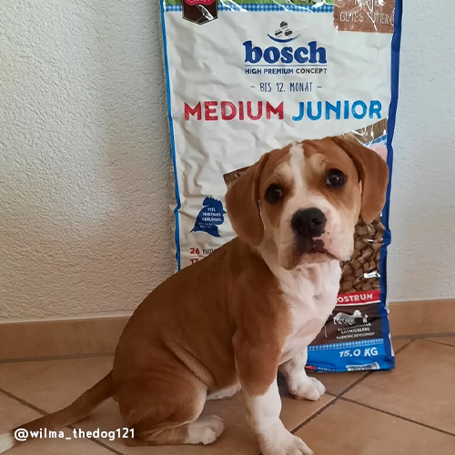 Bosch - Medium Junior - 1 x 15kg - 8