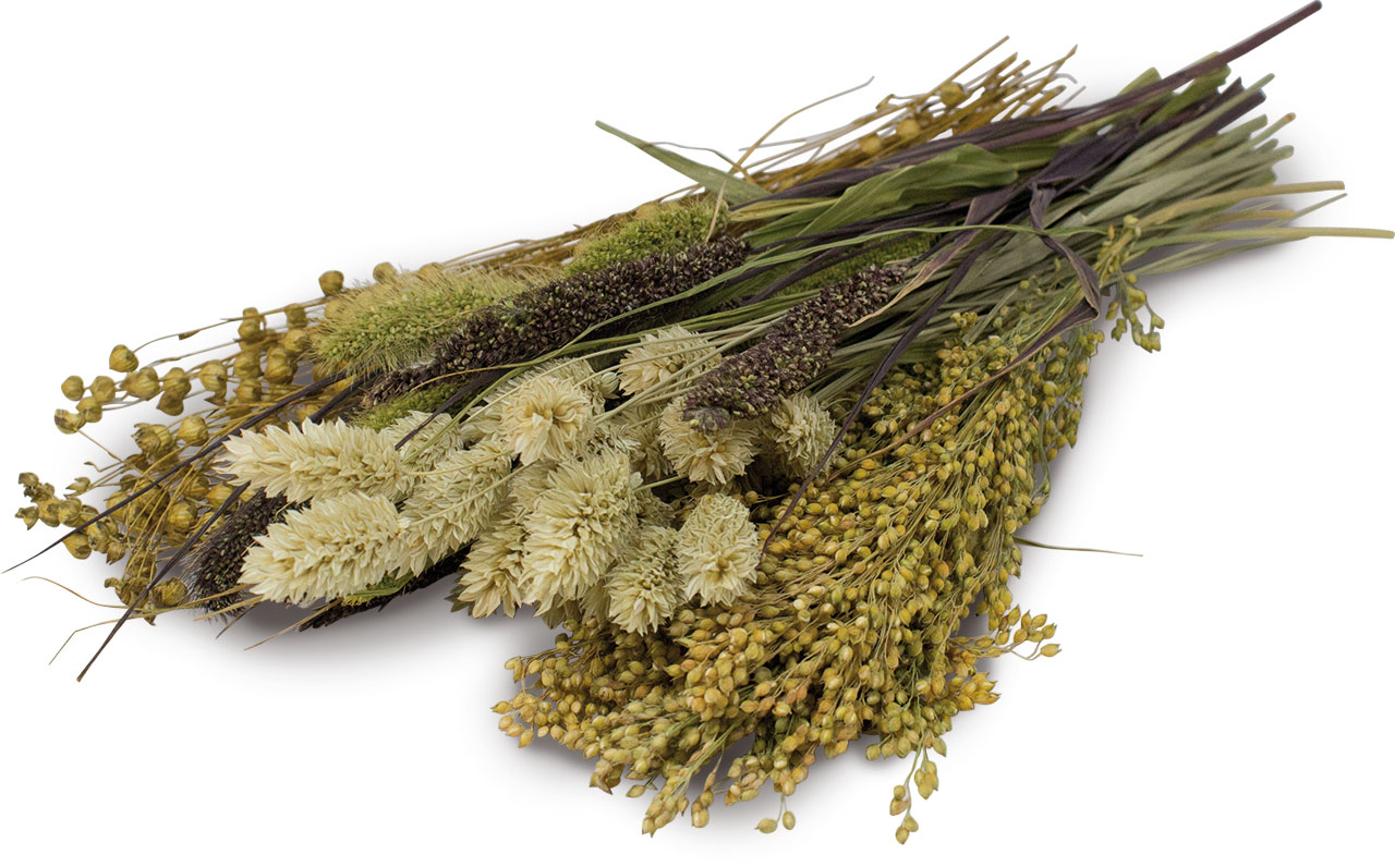 JR Farm - Knabber-Potpourri - 1 x 50g - 2