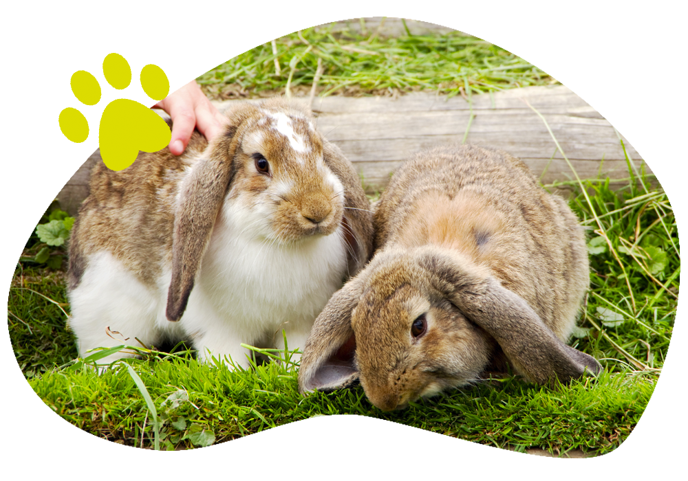 zwei-Kaninchen-mit-Schlappohren-im-Gras