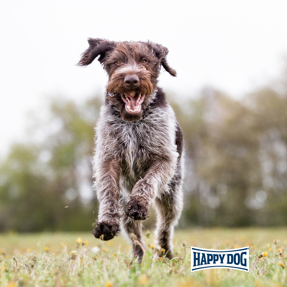 Happy Dog - Supreme Fit & Vital Senior - 1 x 1kg - 5