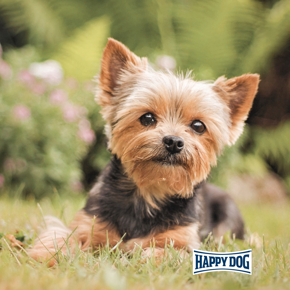Happy Dog - Mini fit&vital Puppy - 1 x 4kg - 5