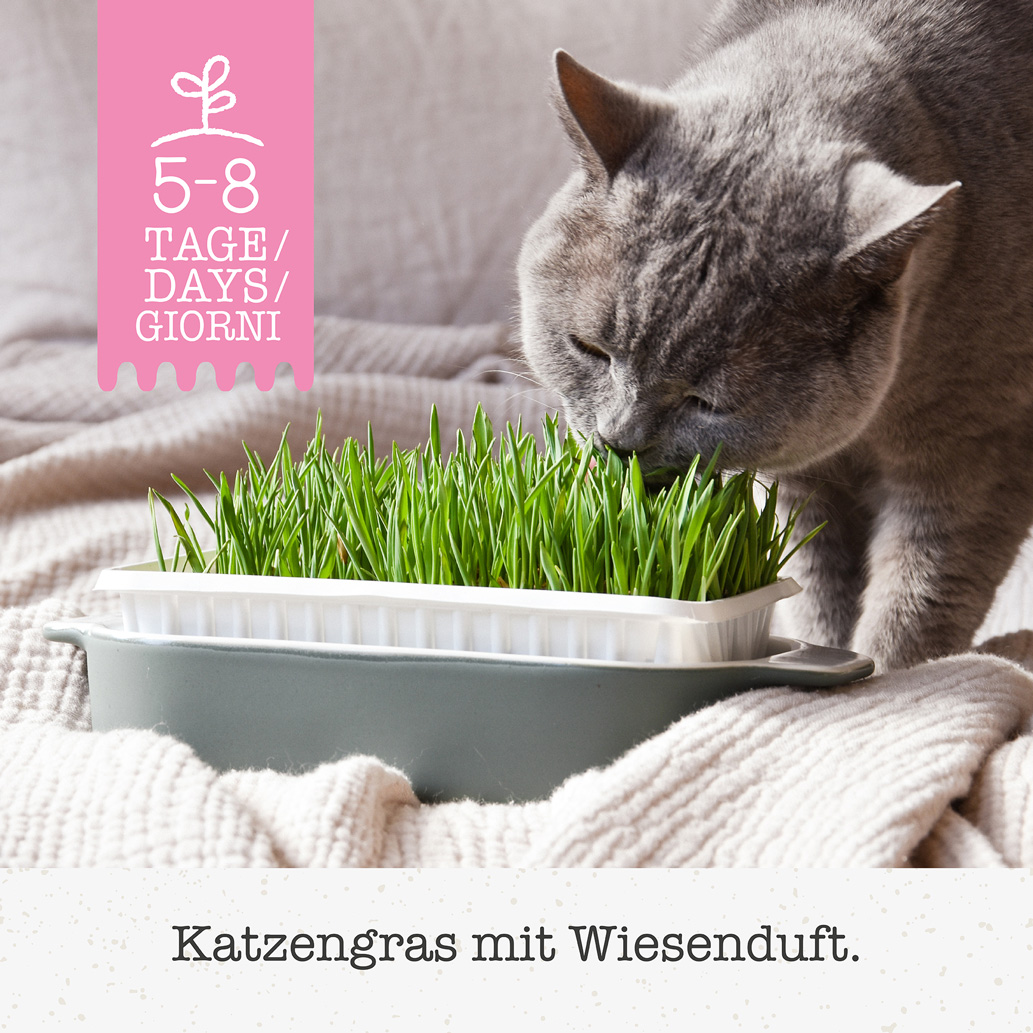 GimCat - Katzengras - 1 x 150g - 6