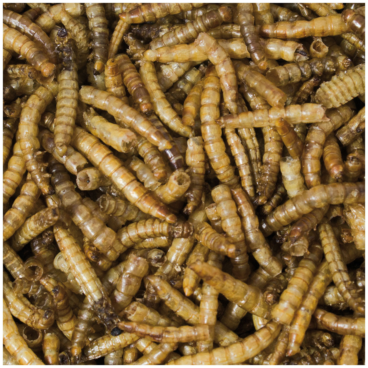 JR Farm - Mehlwürmer - 5 x 70g - 2