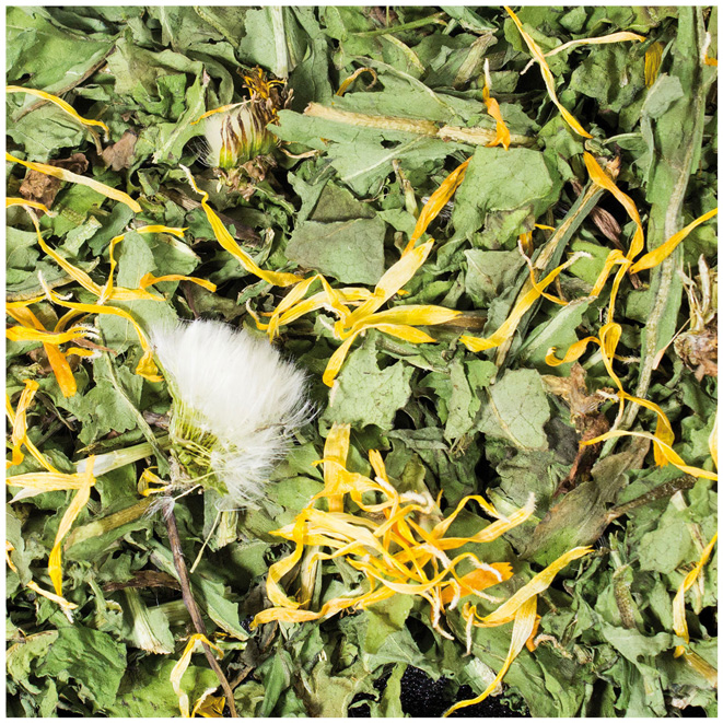 JR Farm - Löwenzahn - 6 x 100g - 2