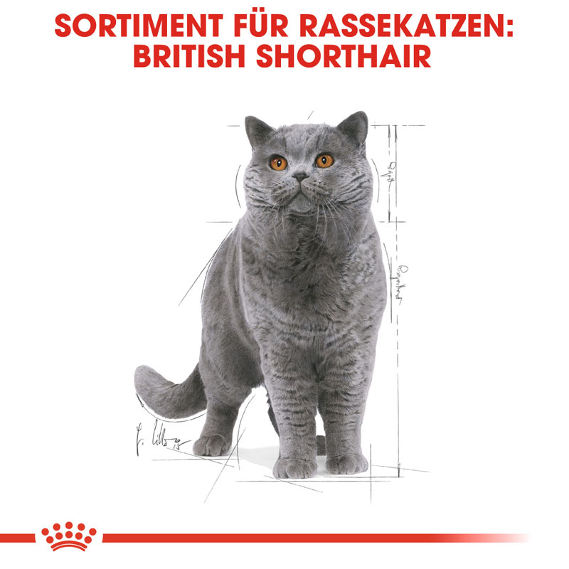 Royal Canin - FBN British Shorthair Adult Gravy - 1 x 12X85g - 4