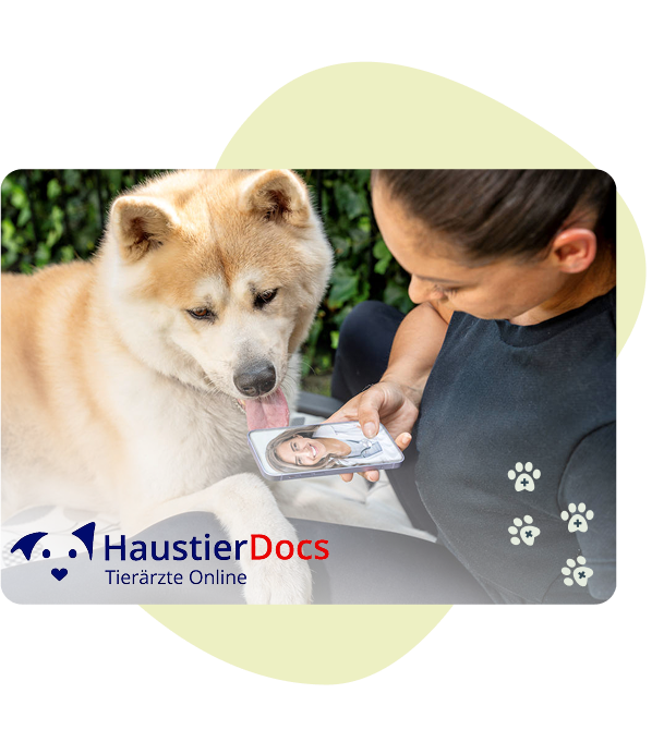 frau-mit-handy-und-hund