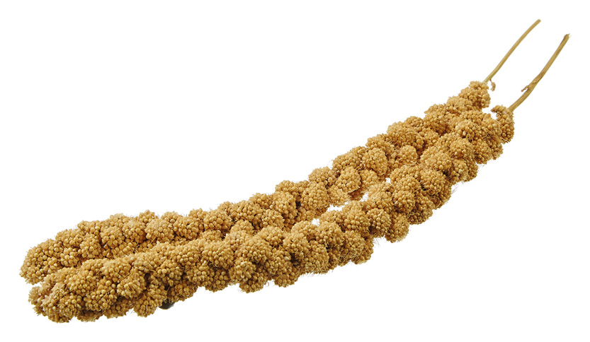 Kolbenhirse gelb handverlesen 15kg