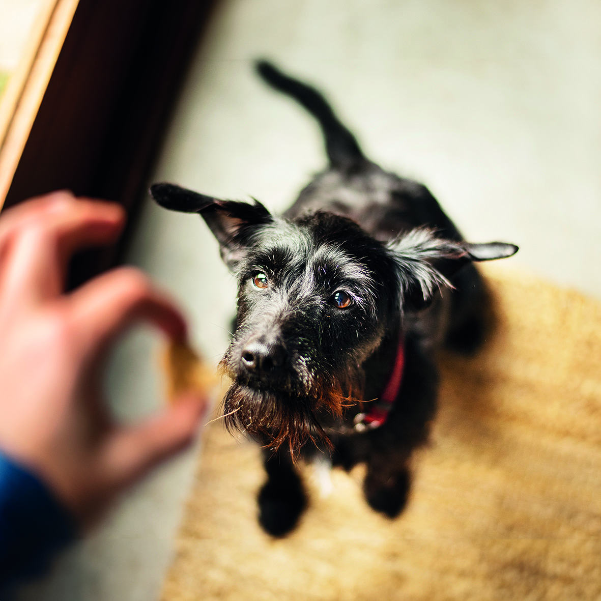 Primox - Lamm in Mini-Stückchen 70g - 1 x 70g - 3