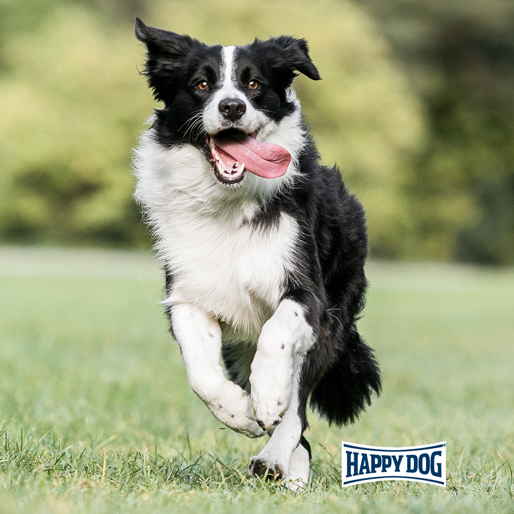 Happy Dog - Supreme Fit & Vital Medium Adult - 1 x 12kg - 3
