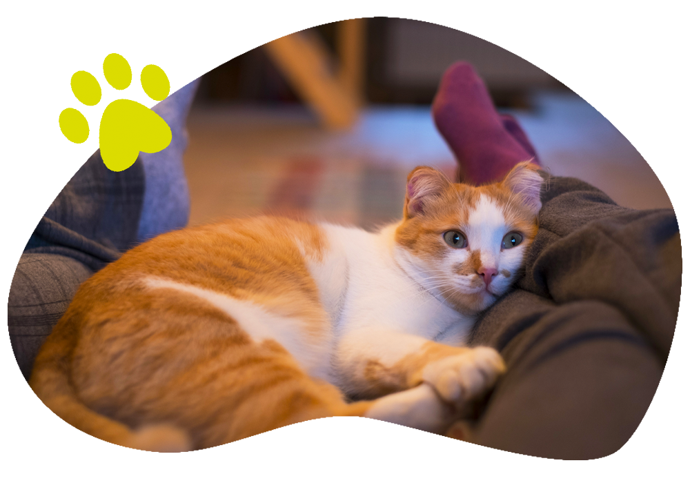 Katze-getiegtert-eingekuschelt-sofa