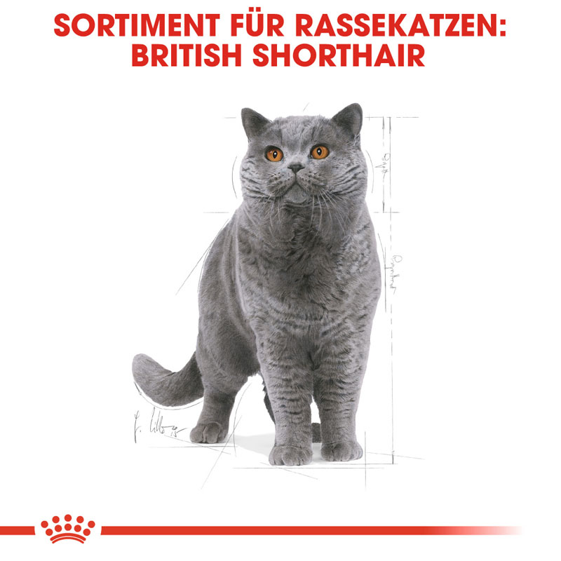 Royal Canin - FBN British Shorthair Adult - 1 x 4kg - 2