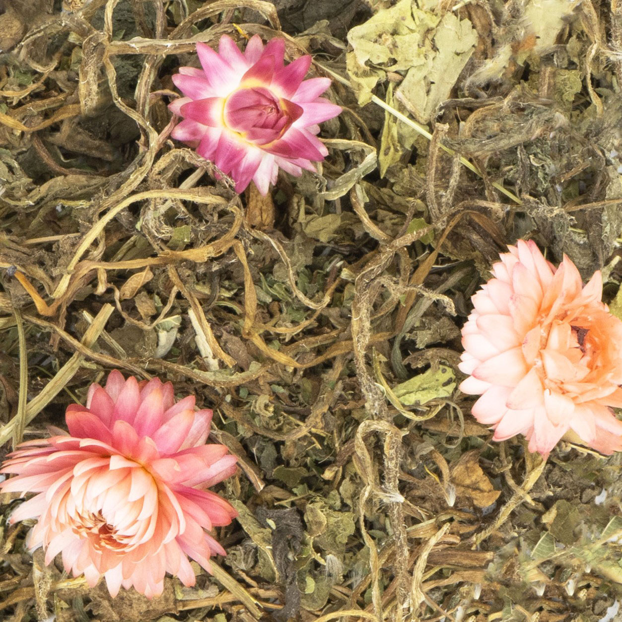 JR Farm - Grainless Plus Salbei&Löwenzahn - 6 x 100g - 3