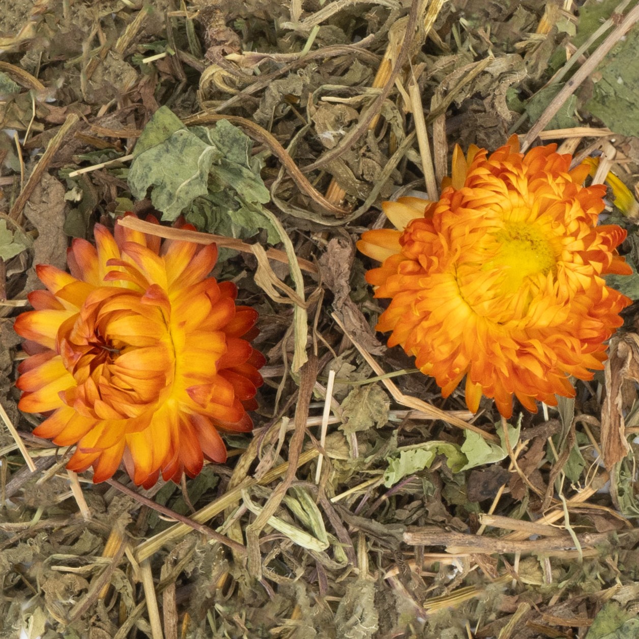 JR Farm - Grainless Plus Kamille&Löwenzahn - 6 x 100g - 3