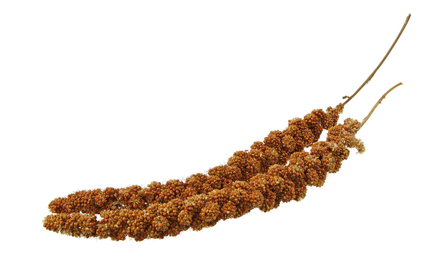 Kolbenhirse rot 15kg