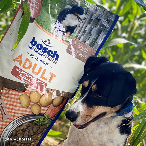 Bosch - Adult Lachs & Kartoffel - 1 x 15kg - 8