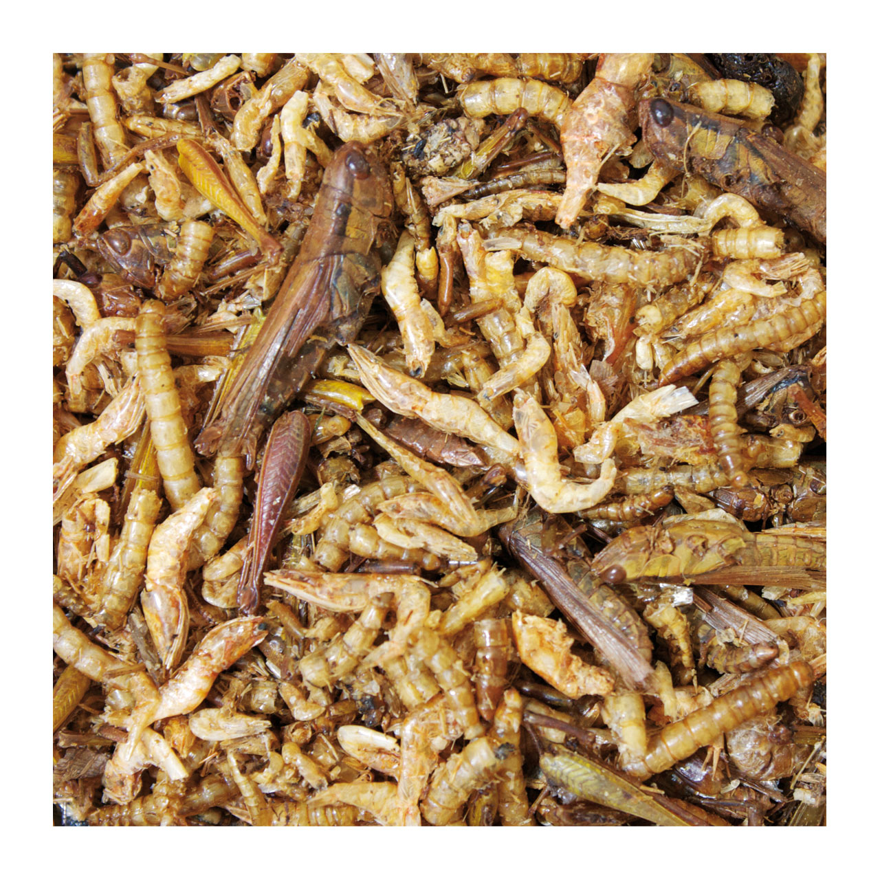 JR Farm - Eiweiß-Cocktail - 1 x 10g - 2